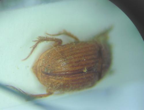 Mimochodaeus sp.